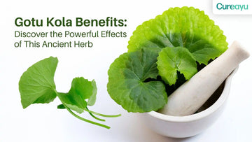 Gotu Kola Benefits: Discover the Powerful Effects of This Ancient Herb