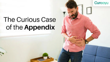 what is appendix