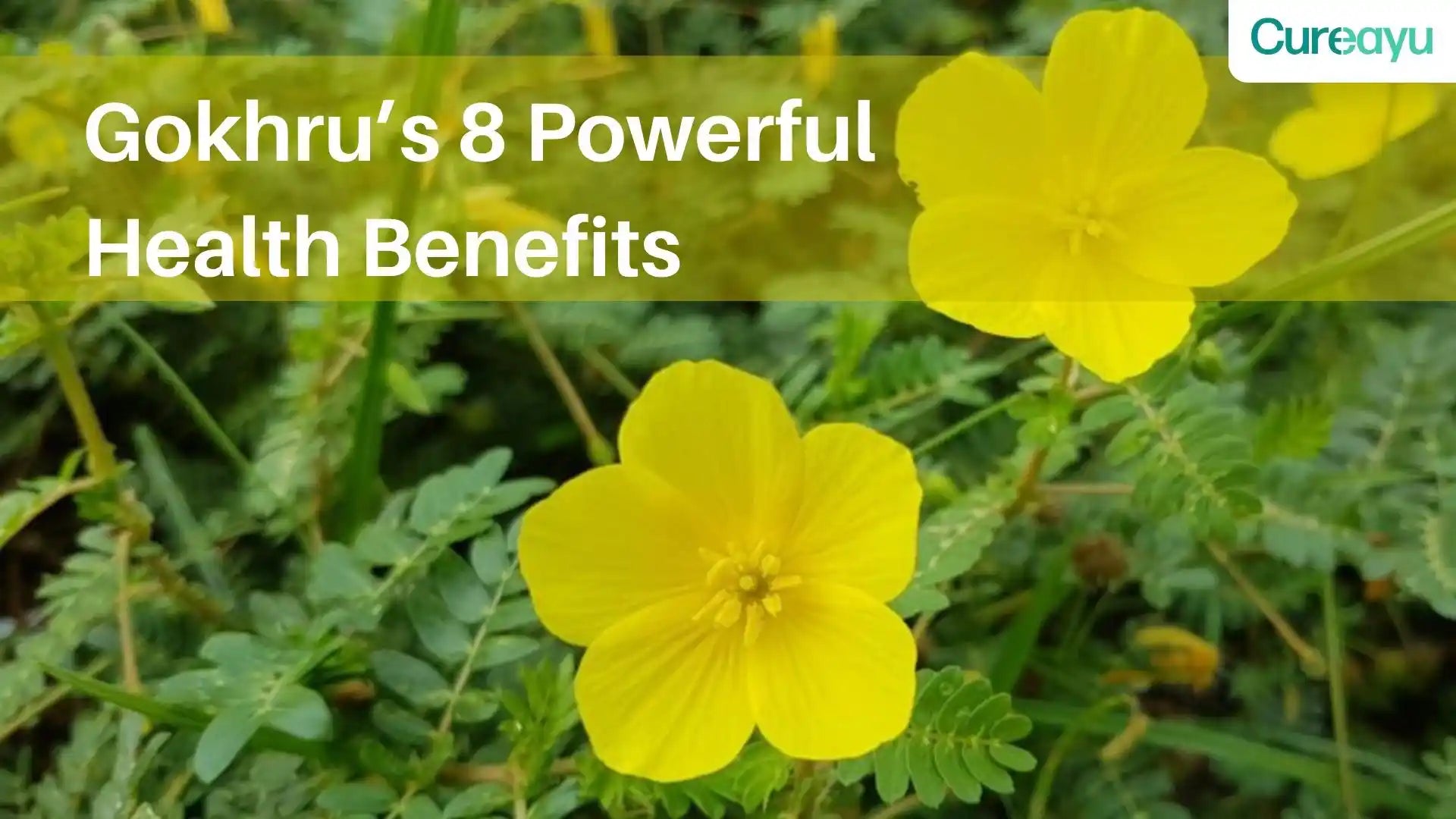 Unlocking the Potent Power of Gokhru: 8 Surprising Health Benefits and How to Safely Reap Them