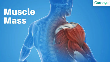 muscle mass 