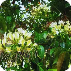 Varunaa — Ayurvedic herb