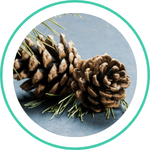 Turpentine oil — Ayurvedic herb