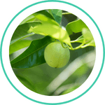 Jaiphal — Ayurvedic herb