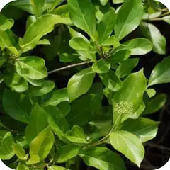 Dashmul — Ayurvedic herb
