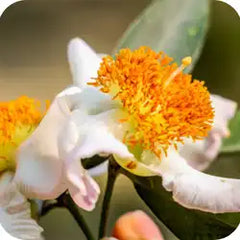 Nagkeshar — Ayurvedic herb