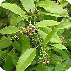 Jivanti — Ayurvedic herb