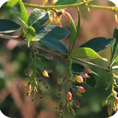 Daruharidra — Ayurvedic herb