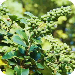 Guggul — Ayurvedic herb