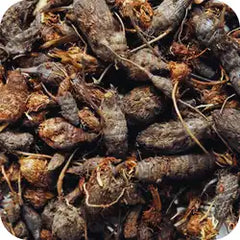 Musta — Ayurvedic herb