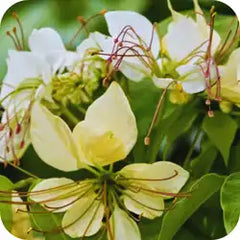 Varuna — Ayurvedic herb
