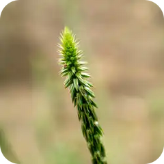 Apamarg — Ayurvedic herb
