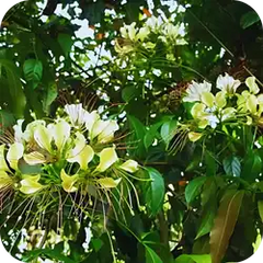 Varuna — Ayurvedic herb
