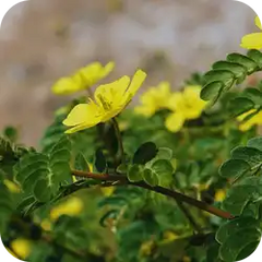 Gokhru — Ayurvedic herb