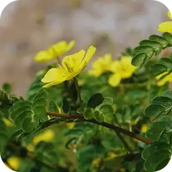 Gokhru — Ayurvedic herb