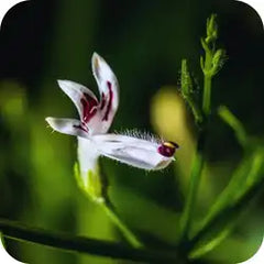 Kalmegh — Ayurvedic herb