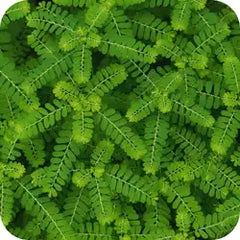 Tamalaki — Ayurvedic herb