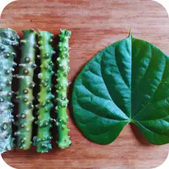 Guduci — Ayurvedic herb