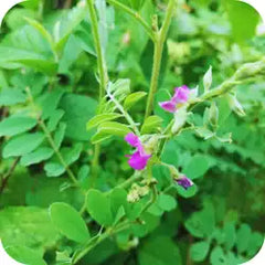 Sharpunkha — Ayurvedic herb