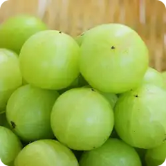 Amla — Ayurvedic herb
