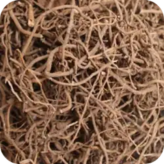 Pipla Mool — Ayurvedic herb