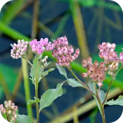 Rasna — Ayurvedic herb
