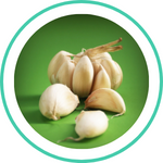 Garlic — Ayurvedic herb