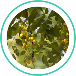 Indian Lilac — Ayurvedic herb