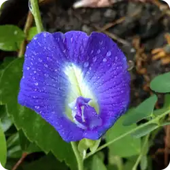Shankhpushpi — Ayurvedic herb