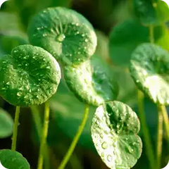 Gotu kola — Ayurvedic herb