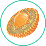Liposomal Magnesium — Ayurvedic herb