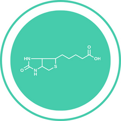 Biotin — Ayurvedic herb