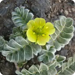 Gokhru — Ayurvedic herb