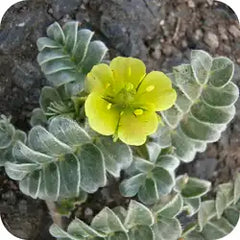 Gokhru — Ayurvedic herb