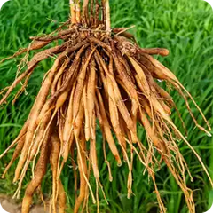 Shatavari — Ayurvedic herb