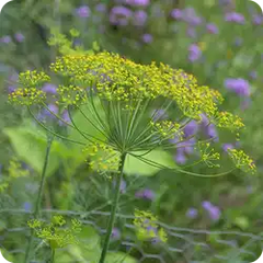 Shatpushpa — Ayurvedic herb