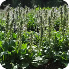 Katuki — Ayurvedic herb