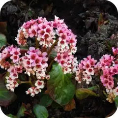Pashanbhed — Ayurvedic herb