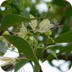 Varuna — Ayurvedic herb