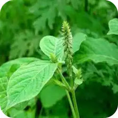 Apamarg Kshar — Ayurvedic herb