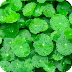 Gotu Kola — Ayurvedic herb