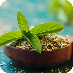 Tulsi — Ayurvedic herb