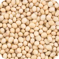 Soya bean — Ayurvedic herb