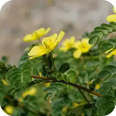 Gokshura — Ayurvedic herb