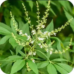 Nirgundi — Ayurvedic herb