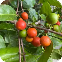 Saptrangi — Ayurvedic herb