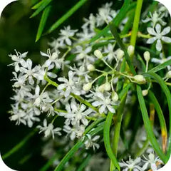 Shatavari — Ayurvedic herb