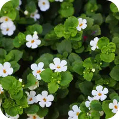 Brahmi — Ayurvedic herb