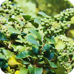 Sudh Guggul — Ayurvedic herb
