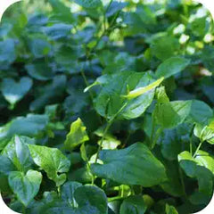 Pippali — Ayurvedic herb