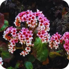 Pashanbhed — Ayurvedic herb